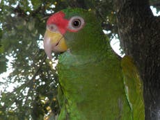 'Unique’ parrot species with a call like a hawk discovered in Mexico