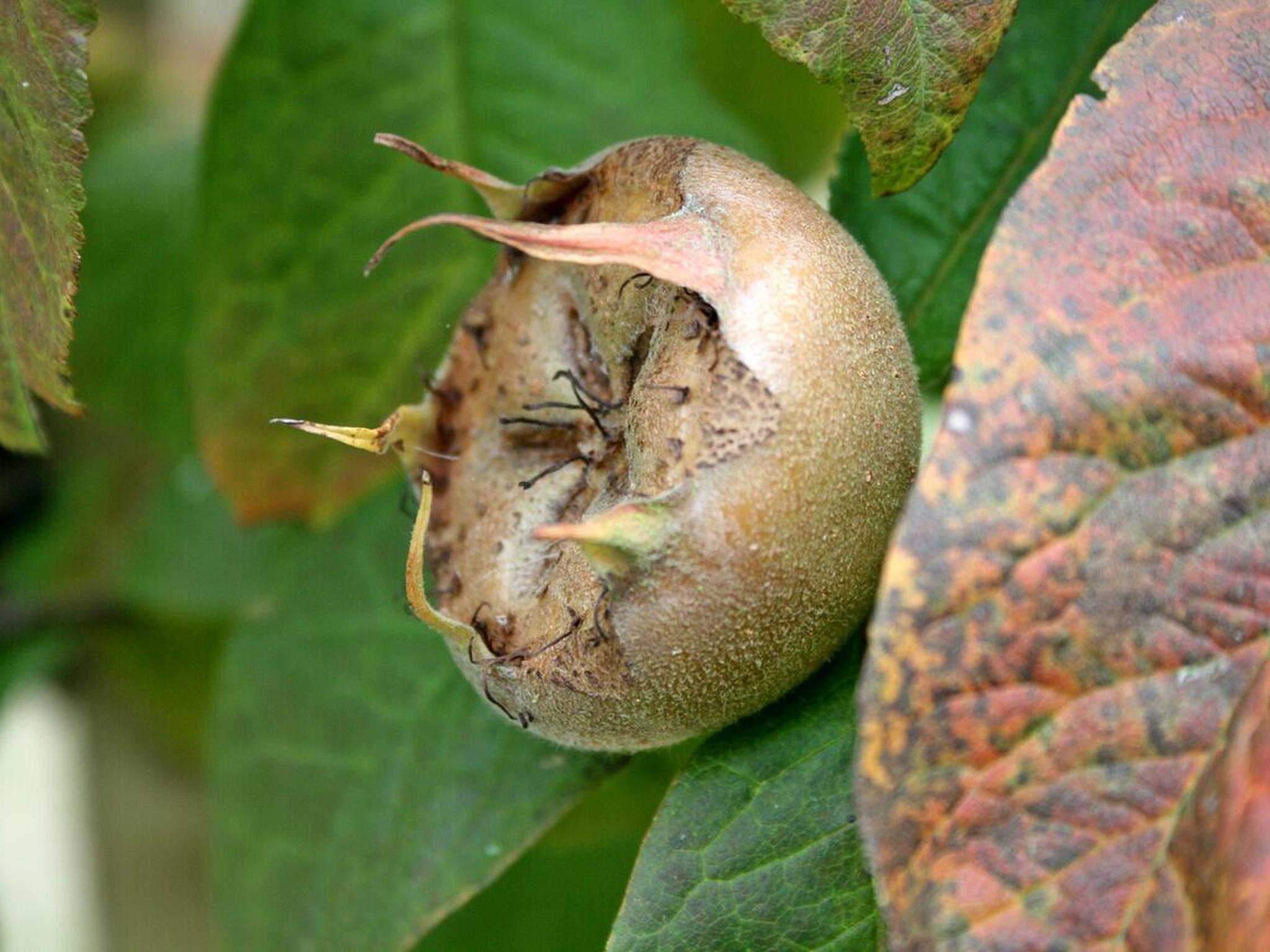 The much maligned medlar isn’t going to win any beauty contests any time soon
