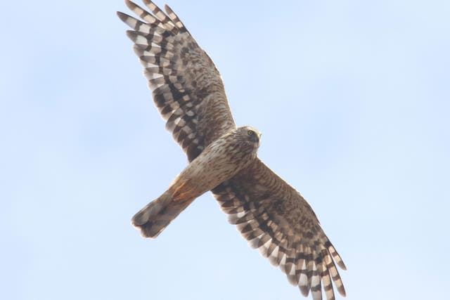 Hen harriers are known for their 'thrilling' skydance displays