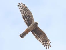 Hen harrier population crashes in UK as illegal killing takes its toll