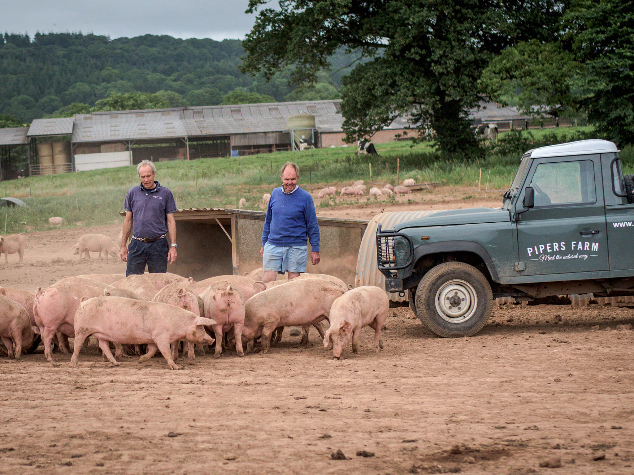 Pipers Farm near Exeter breeds its pigs on farmland, not intensively