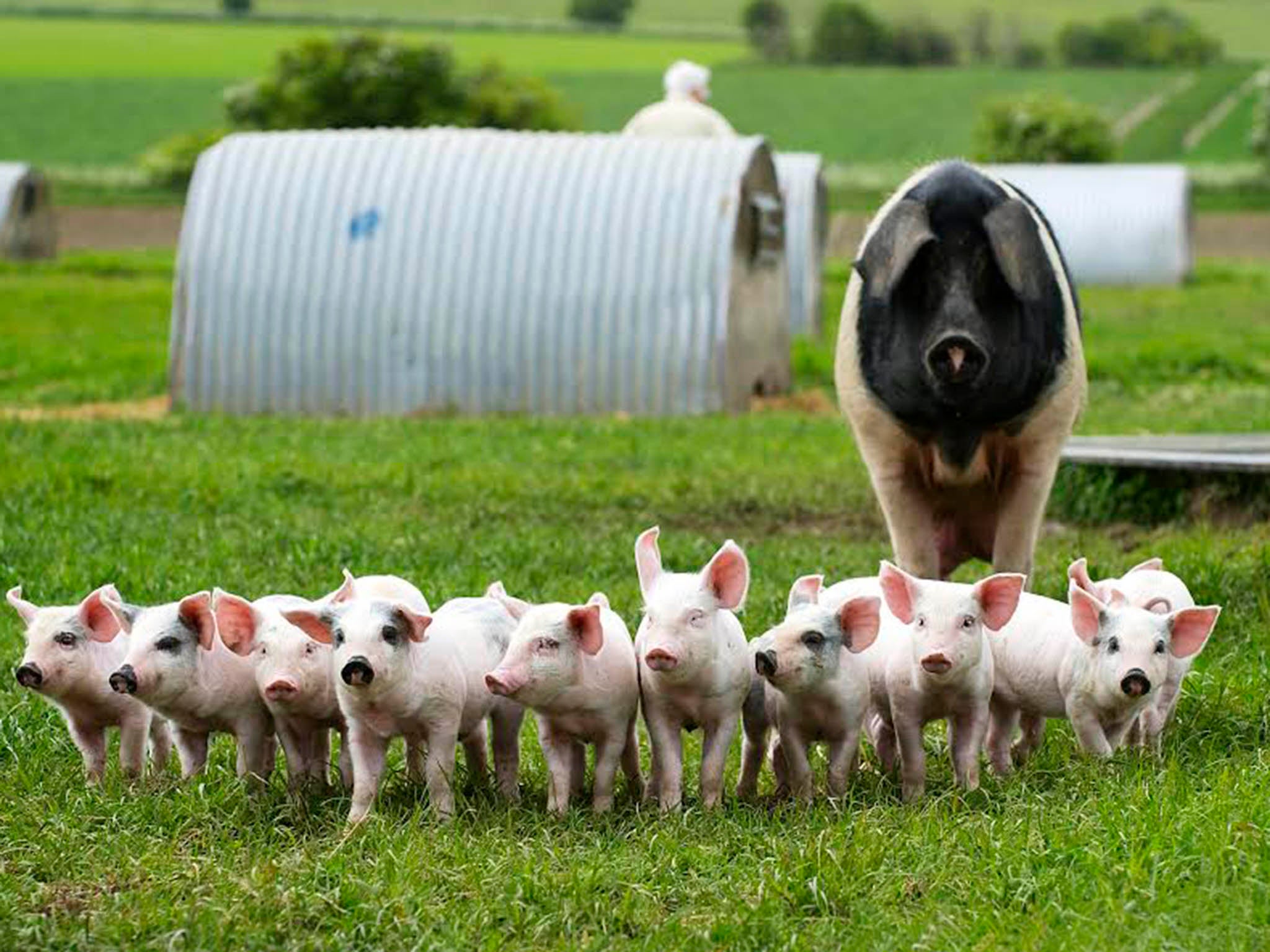 Real Farm Pigs