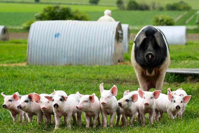Most of the 1.5 billion pigs slaughtered for meat worldwide each year do not get to live on spacious farmland