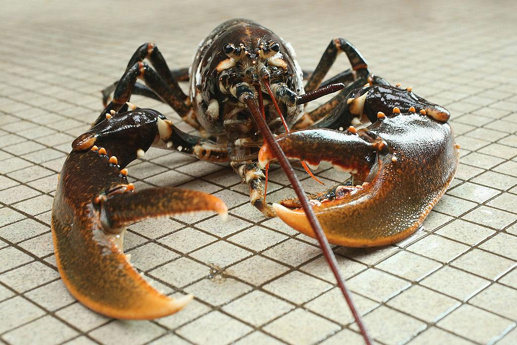 The lobster (not pictured) was found in hand luggage at Boston Logan airport