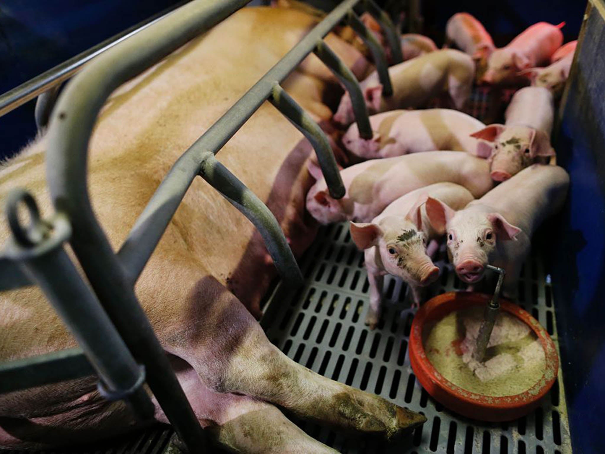 Intensive pig farming in France where sows lay down for piglets to feed