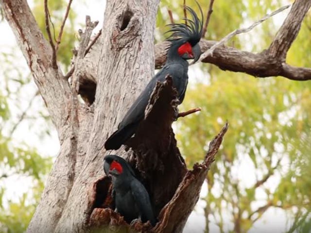 A palm cockatoo called "Ringo" has been filmed making drumsticks for a rhythmic mating ritual in the Australian rainforest.