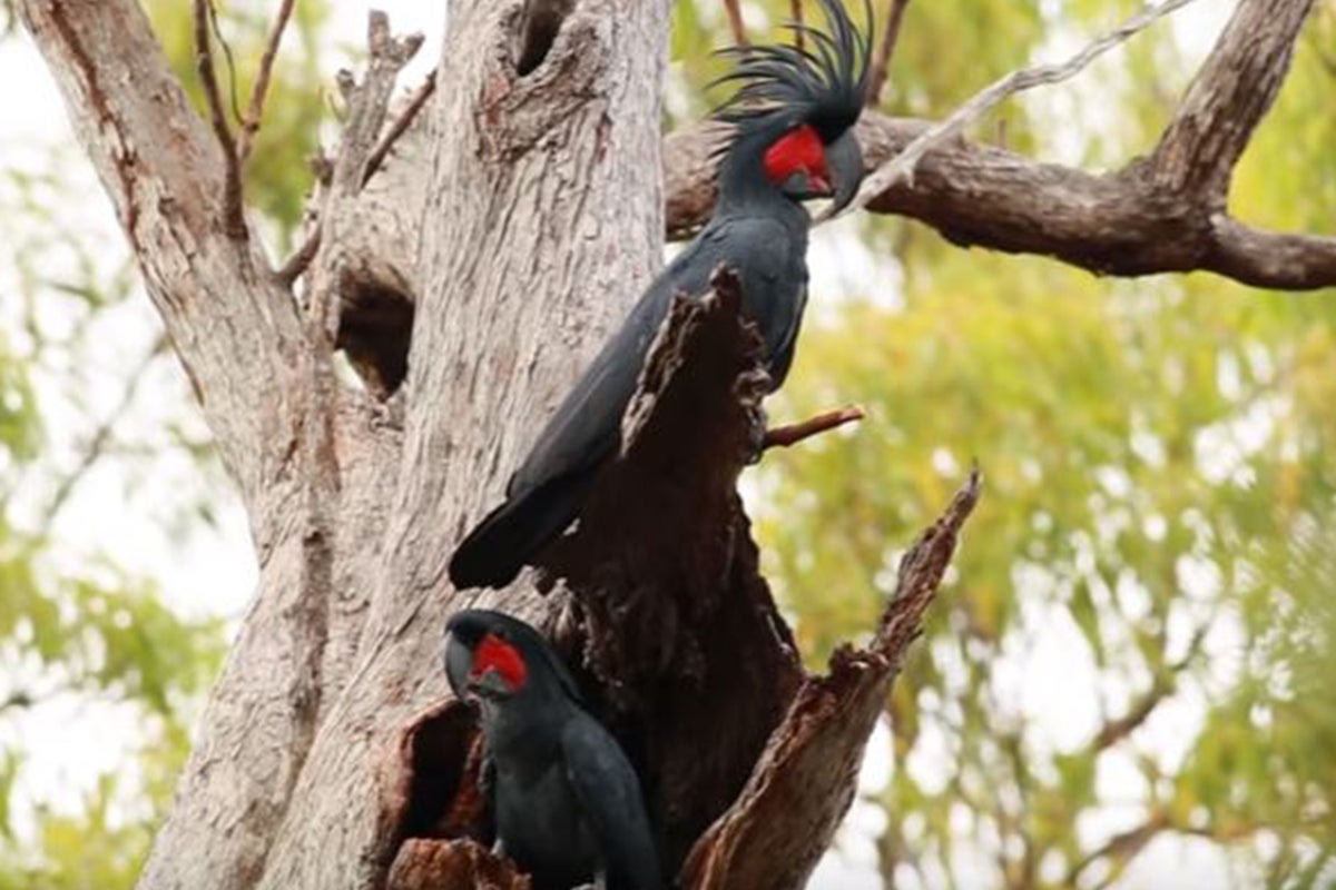 Cockatoo learns how to make its own drum kit to impress potential mates ...