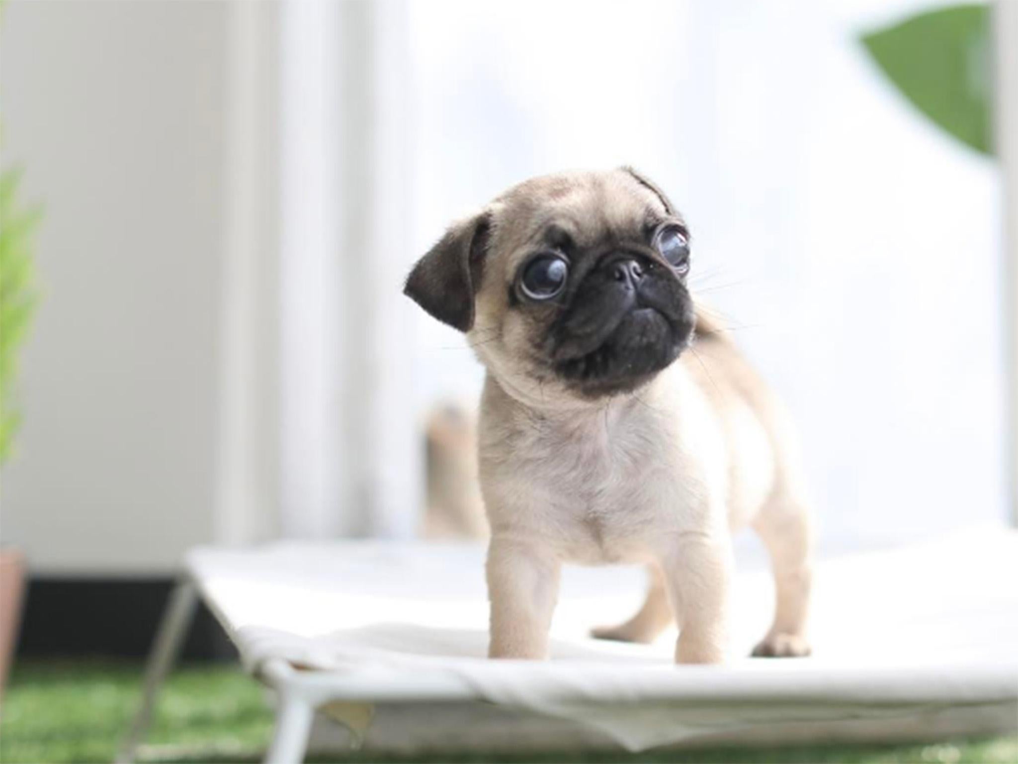 mini teacup puppy