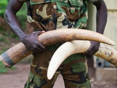 British troops tackling elephant poachers selling ivory to fund terror