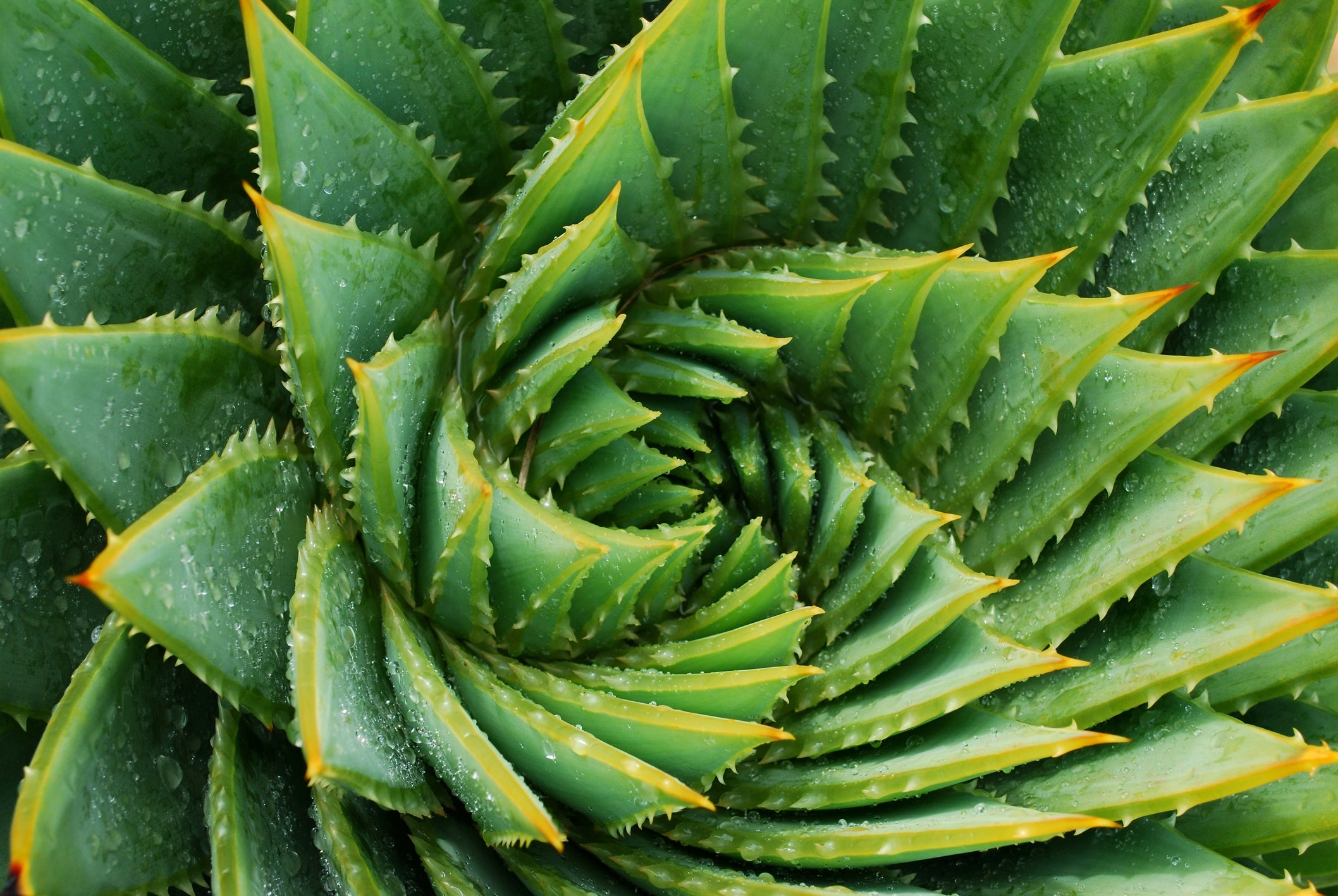 Aloe vera can be eaten, and is often juiced or pulped