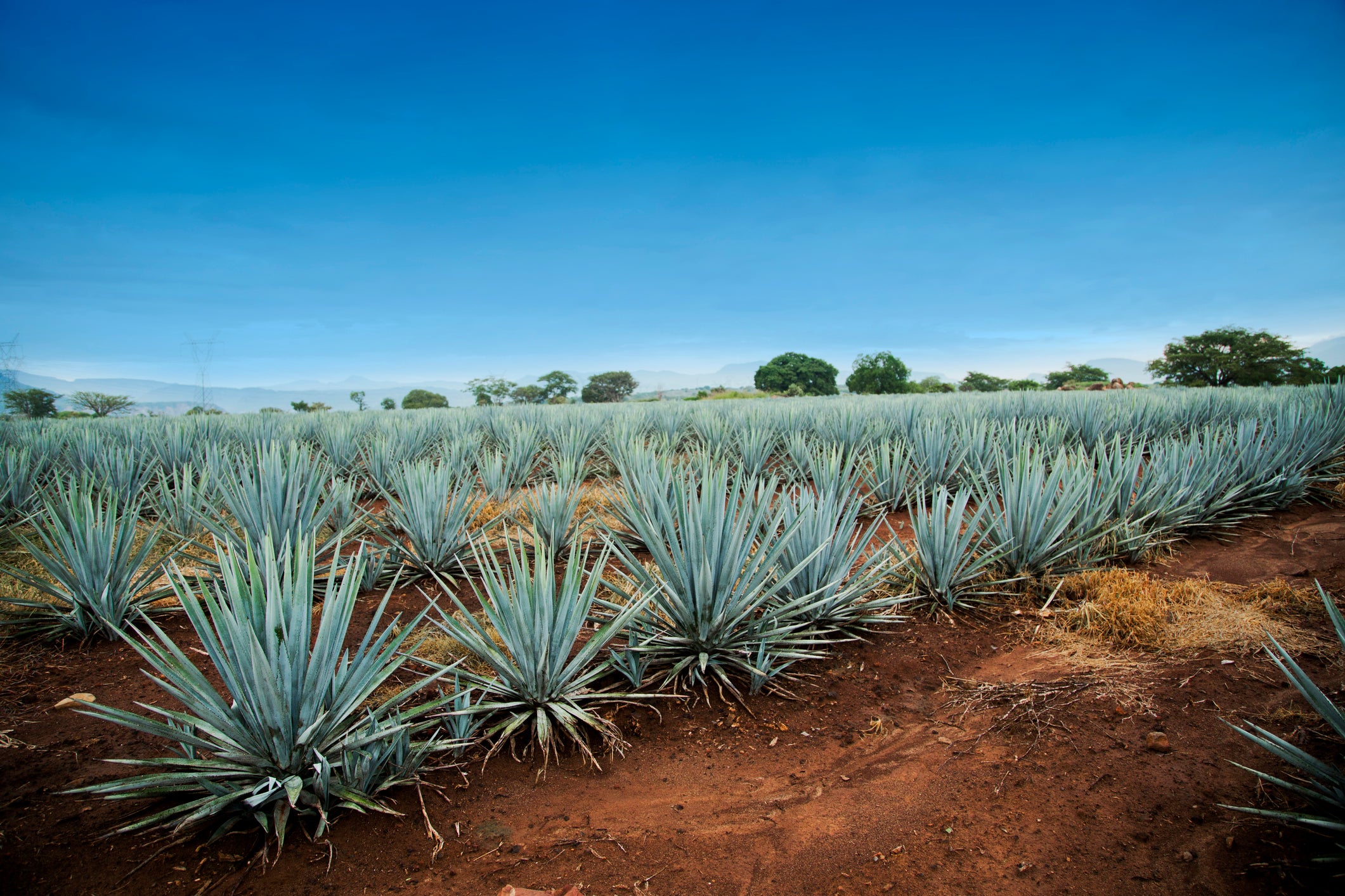Weber blue agave from only five Mexican states can be used to make the drink