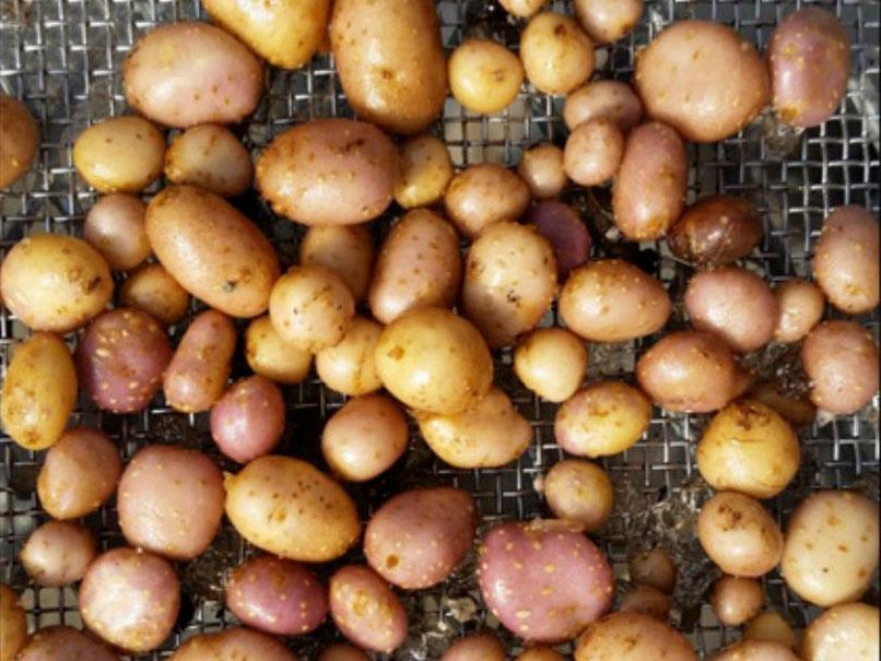 Four Corners potatoes are nutritious and more resistant to drought and disease