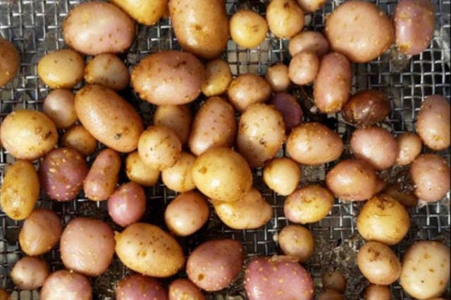 Four Corners potatoes are nutritious and more resistant to drought and disease