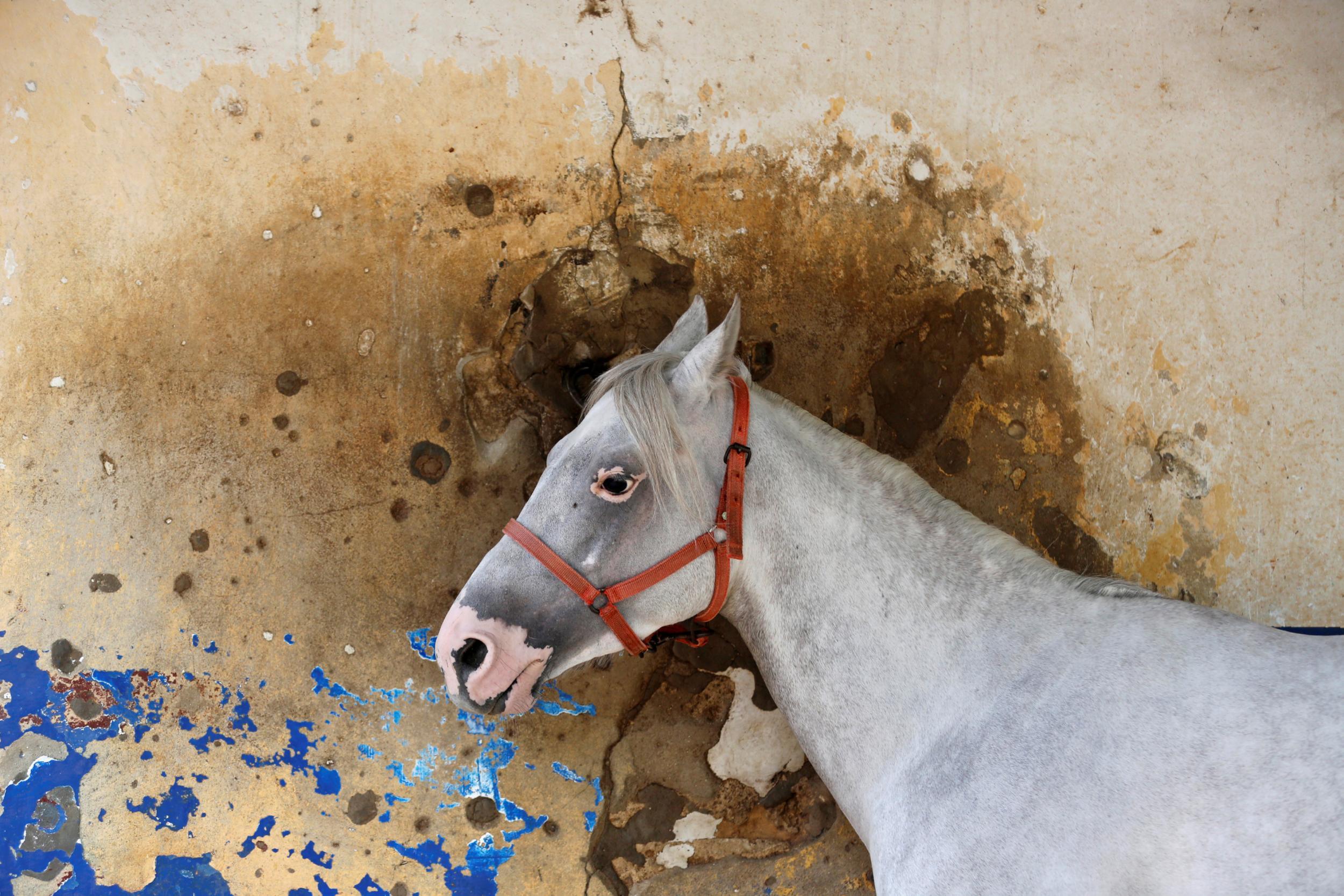 A horse by a bullet-riddled wall at the racetrack in the Lebanese capital
