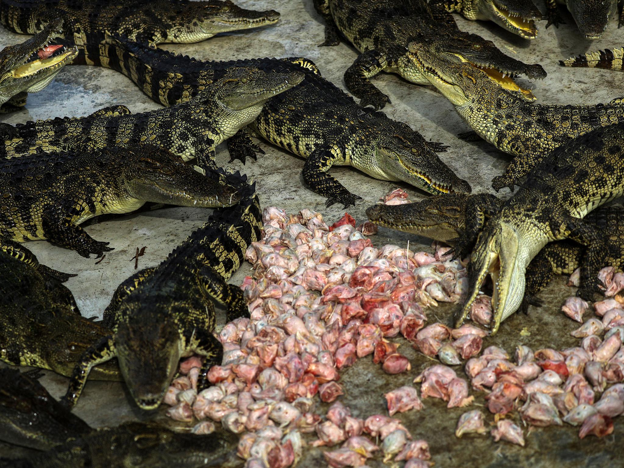 Crocodiles eat chicken heads at Sriracha Tiger Zoo in Chonburi province