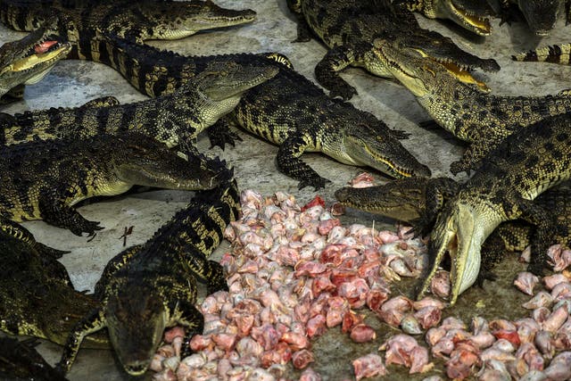 Crocodiles eat chicken heads at Sriracha Tiger Zoo in Chonburi province