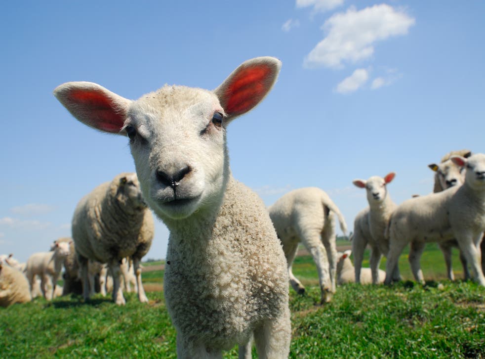 Nine men allegedly killed lamb for their barbecue