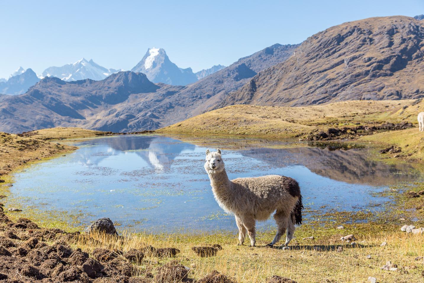 Alpacas in the Peruvian Andes where the couple trekked