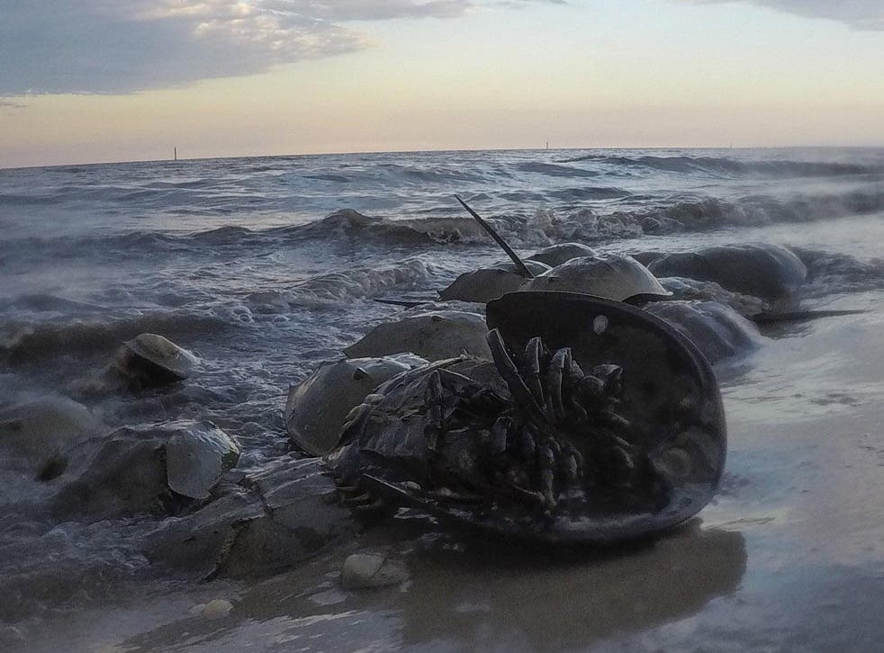 A horseshoe crab’s mouth is in the middle of its belly, surrounded by its legs