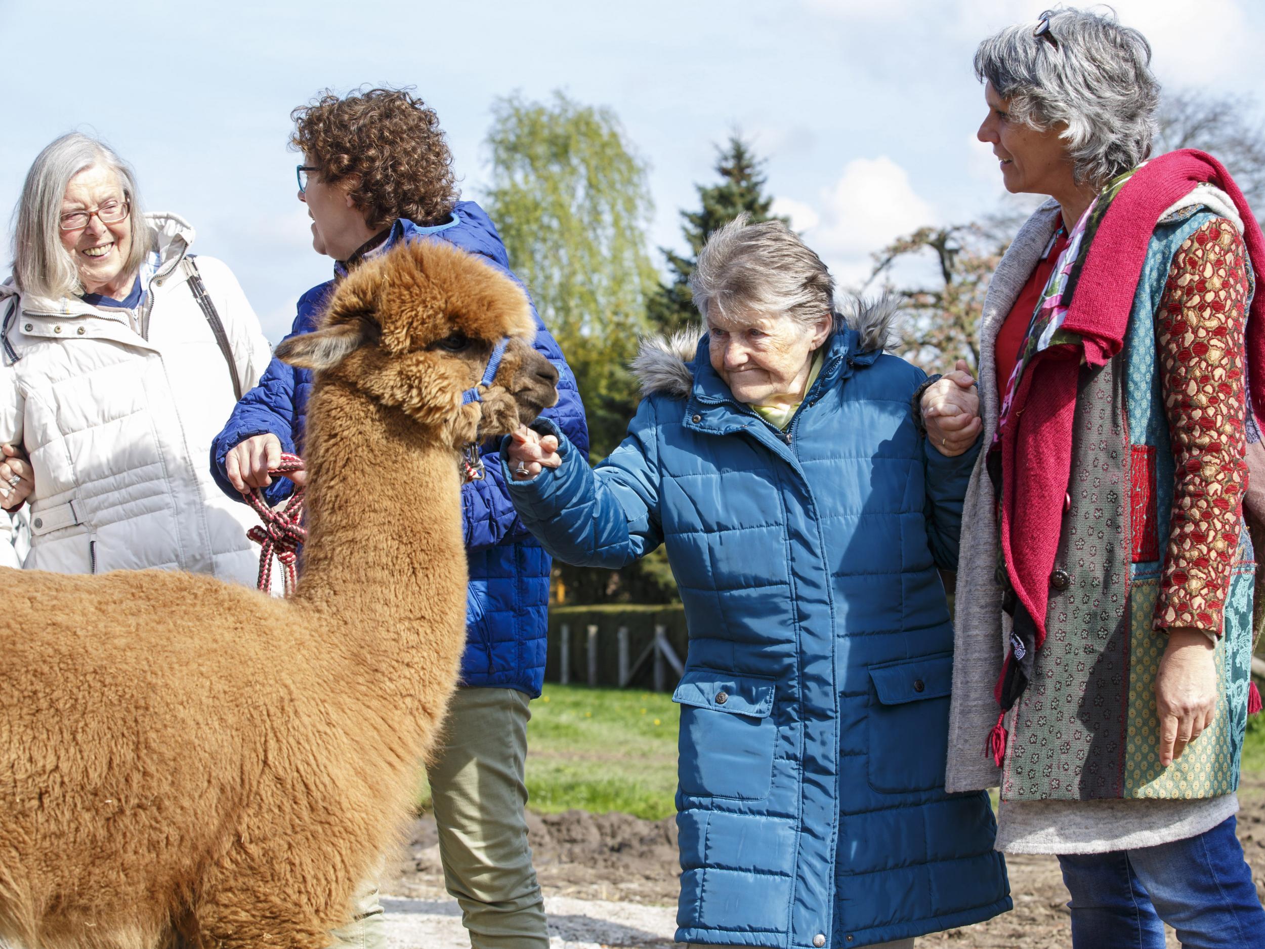 Dementia patients and their helpers visit an alpaca farm as therapy. In 2015, the condition claimed more than 61,000 lives and accounted for 11.6 per cent of recorded deaths