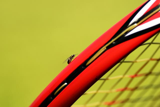 Flying ants have terrorized The Championships