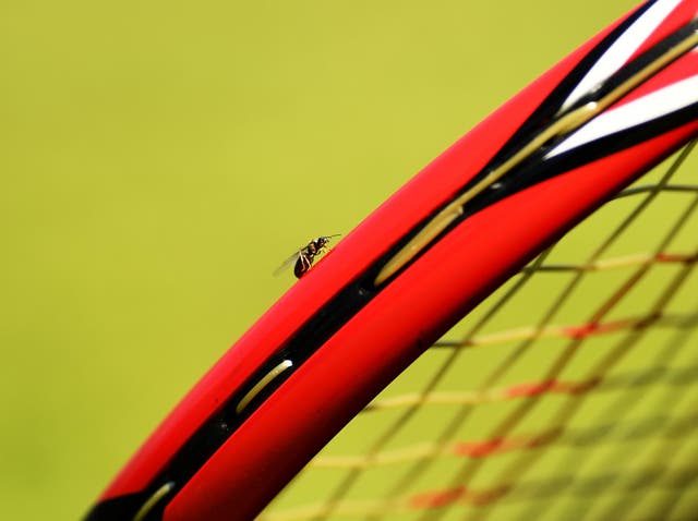 Flying ants have terrorized The Championships
