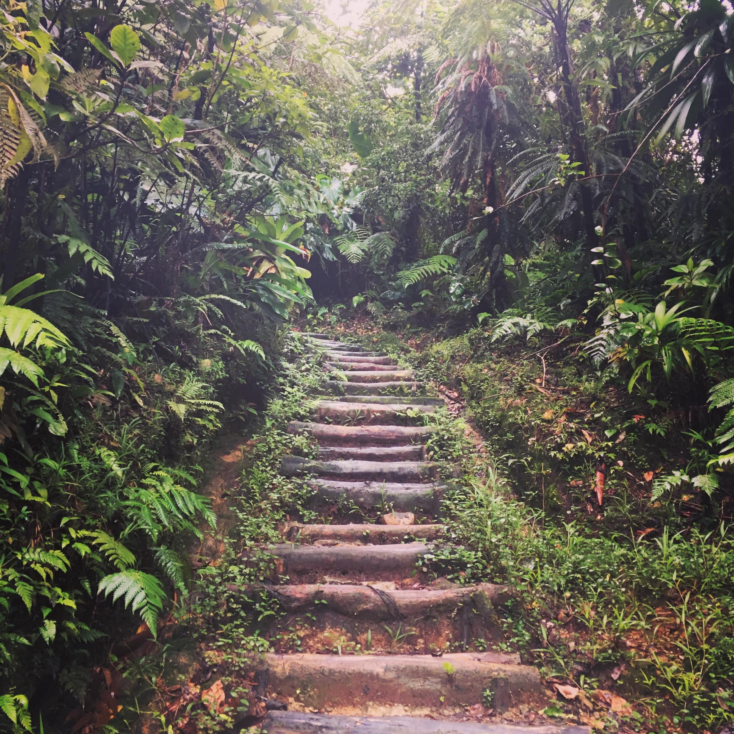 Much of the hike involves climbing a wooden staircase through forest