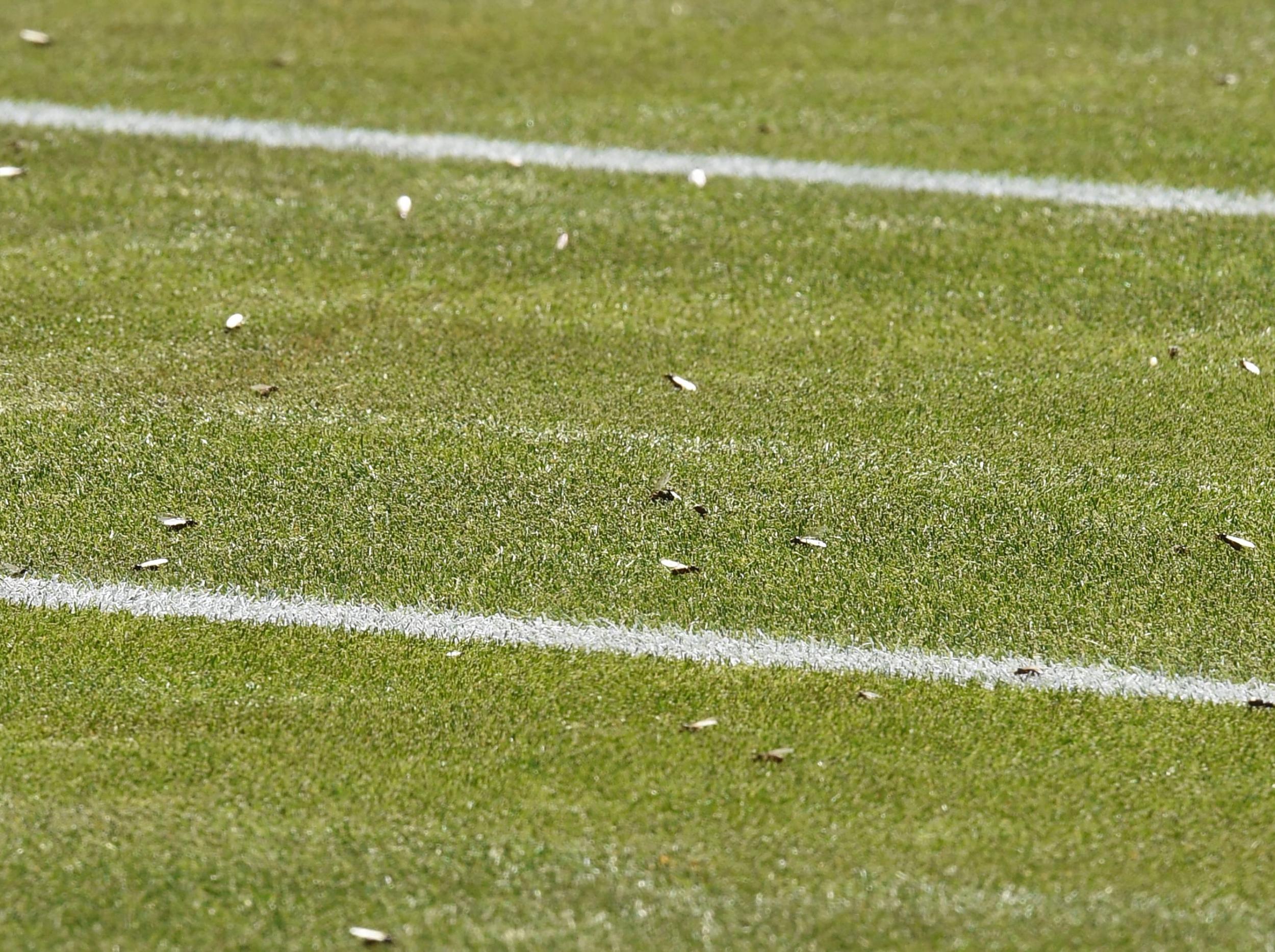 Flying ants have terrorised The Championships