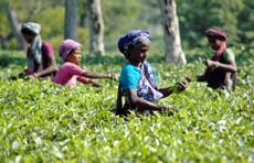 Tea drinkers face rising prices after ethnic unrest in India
