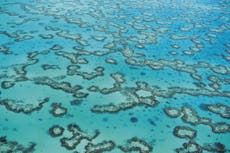 This is why the Great Barrier Reef isn’t dead yet