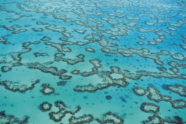 The Great Barrier Reef isn't as dead as you might think, locals claim