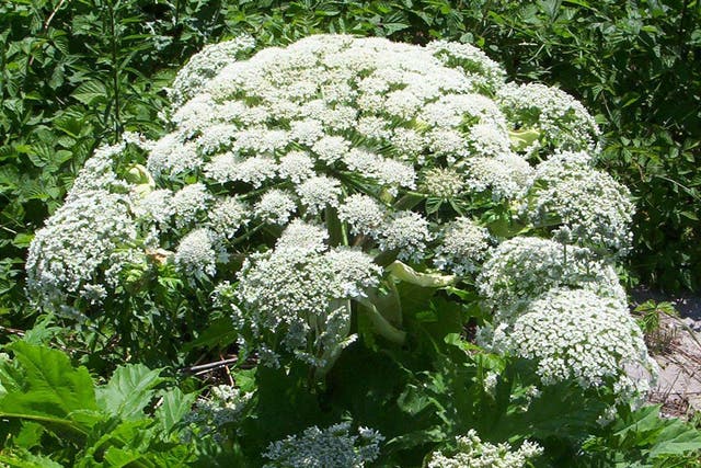 Giant Hogweed can cause severe burns and blisters