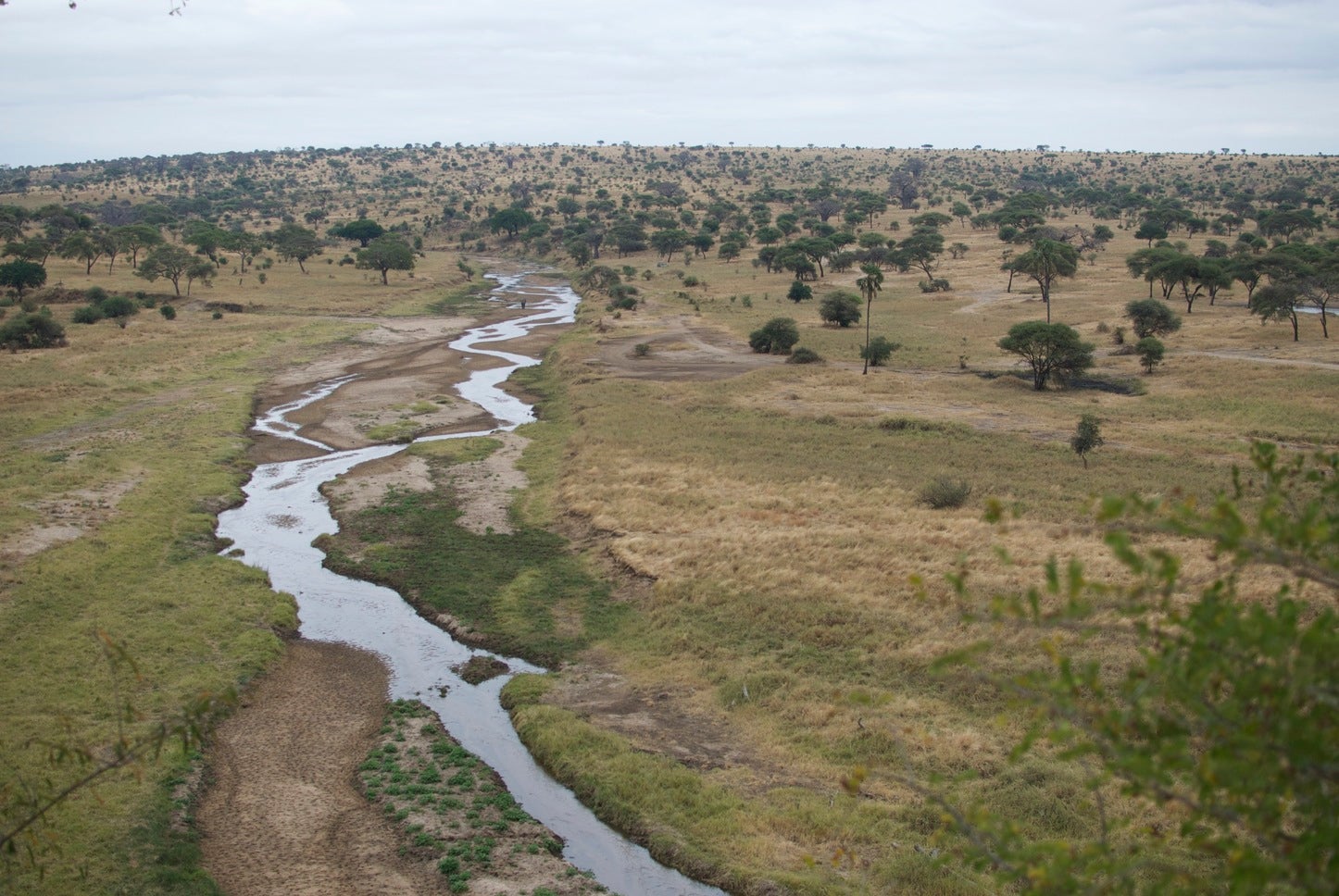The Tarangire River is a critical source of water during the dry season
