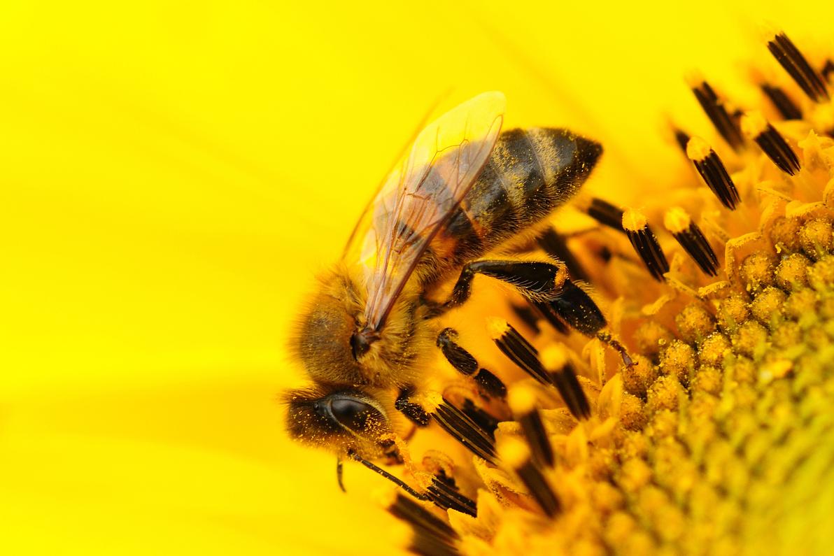 Honey bee colonies exposed to neonicotinoids were generally smaller the following spring