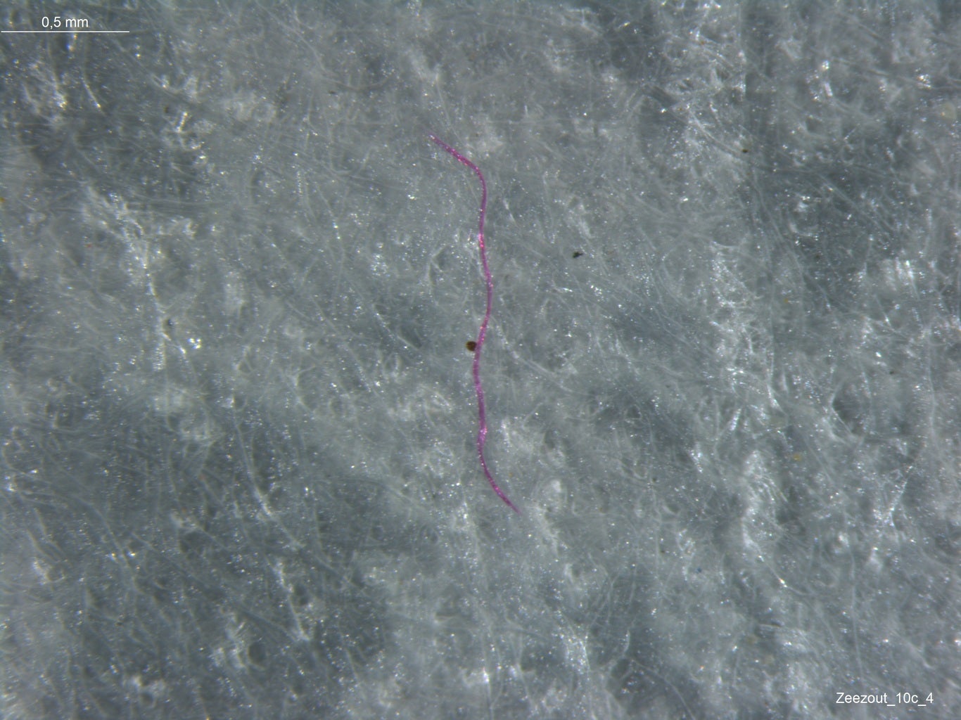 Microfiber recovered from sea salt