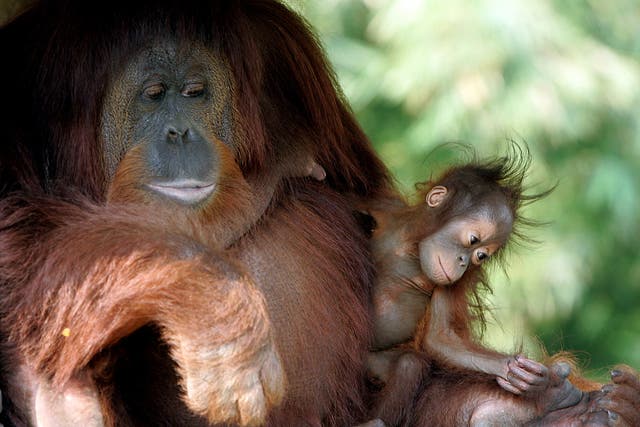 Orangutan in Indonesia are among the primates that are threatened with extinction