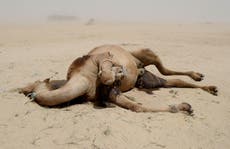 Qatari camels dies of thirst after farmers kicked out by Saudi Arabia 