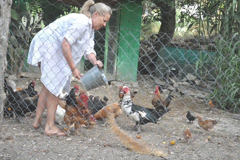 Anne feeds the family roosters