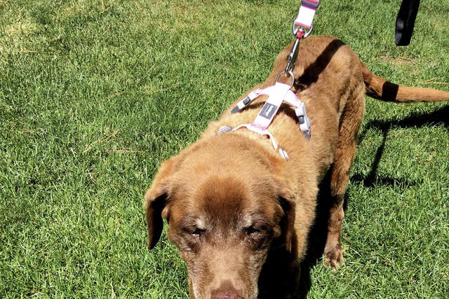 Mo, the elderly Chesapeake Bay Retriever who survived nine months alone in the mountains