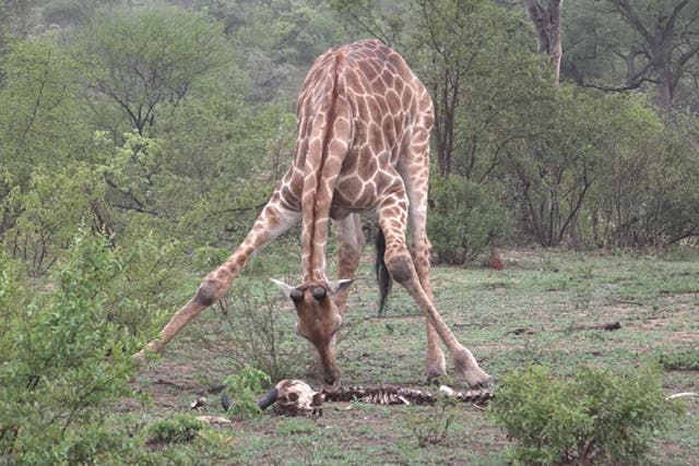 The giraffes are looking for a small bone they can pick up and chew