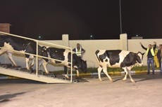 Qatar crisis: First batch of dairy cows airlifted to sidestep blockade