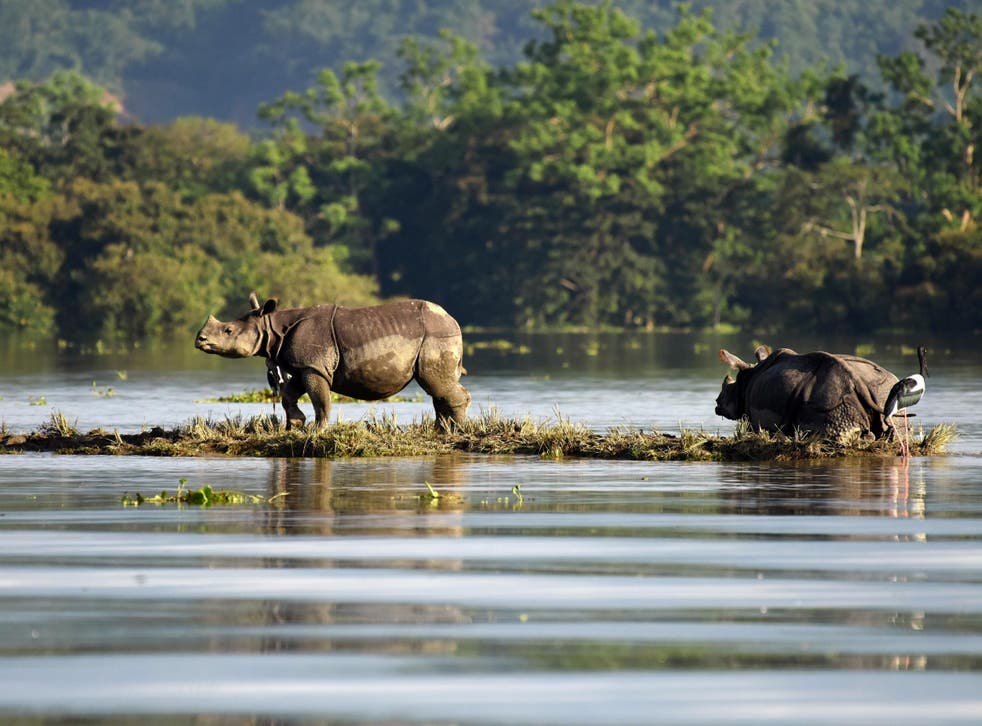 One-horned rhinoceroses at the flooded Kaziranga National Park in the north eastern state of Assam, India