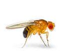 Resveratrol helps fruit flies live longer