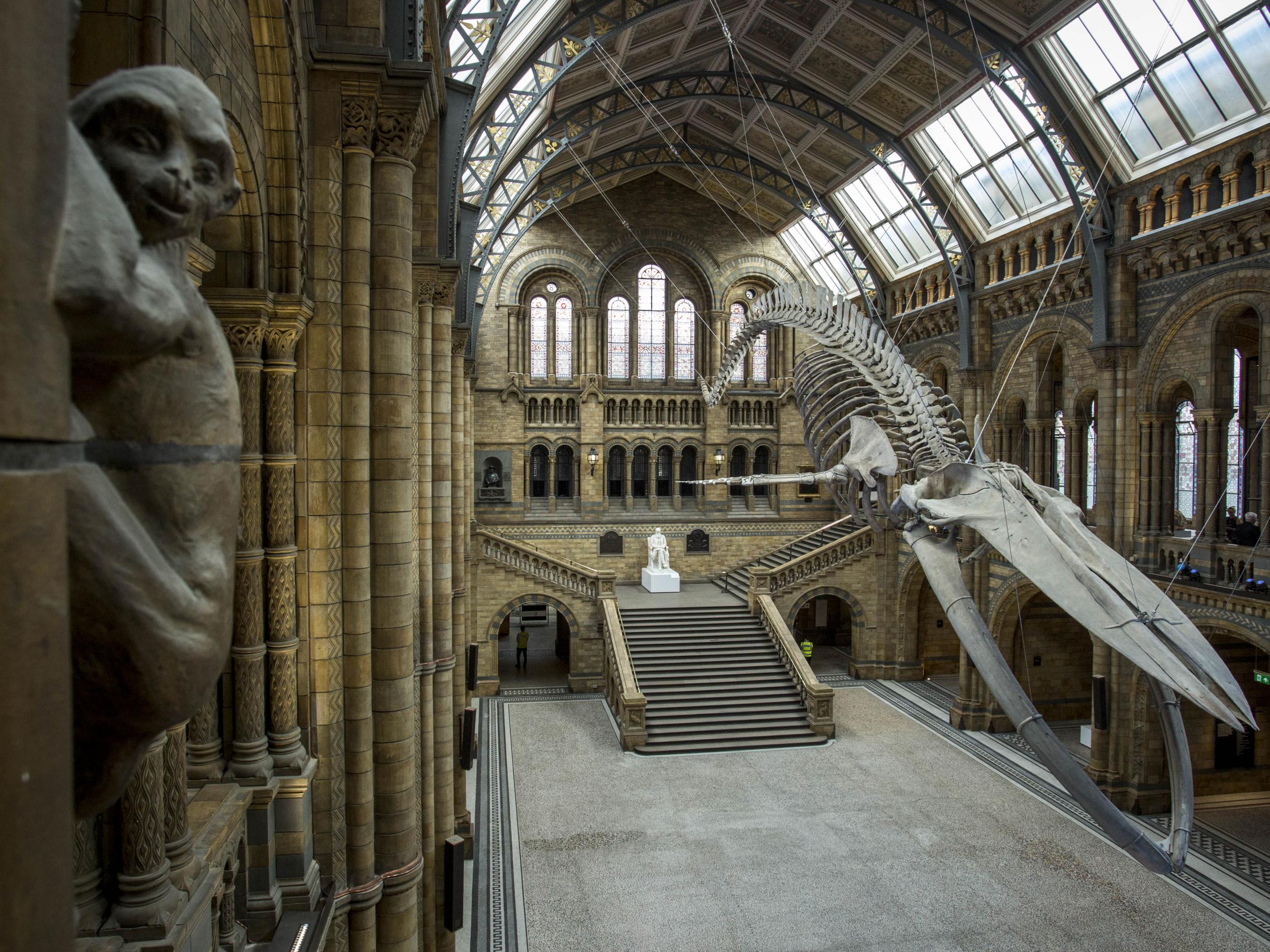 A blue whale skeleton forms the main exhibit at the Natural History Museum in London. The 126-year-old skeleton, named 'Hope', replaces 'Dippy' the Diplodocus dinosaur as the museum's main exhibit