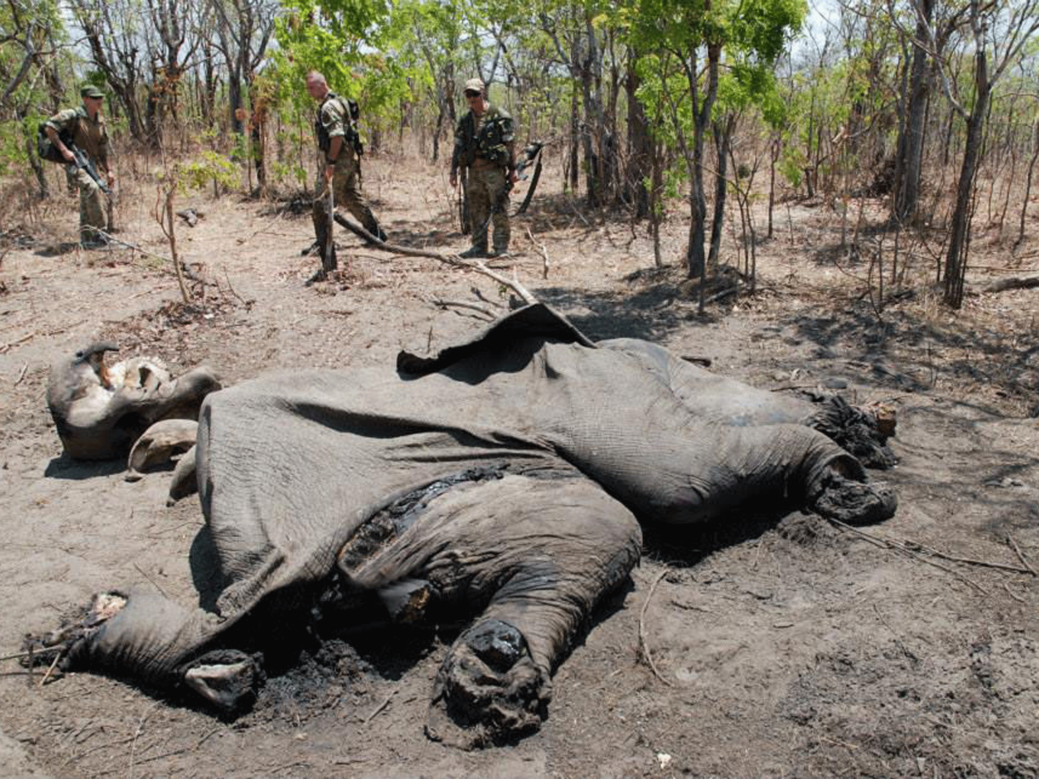 The remains of the elephant killed by William Ngulube for its ivory tusks