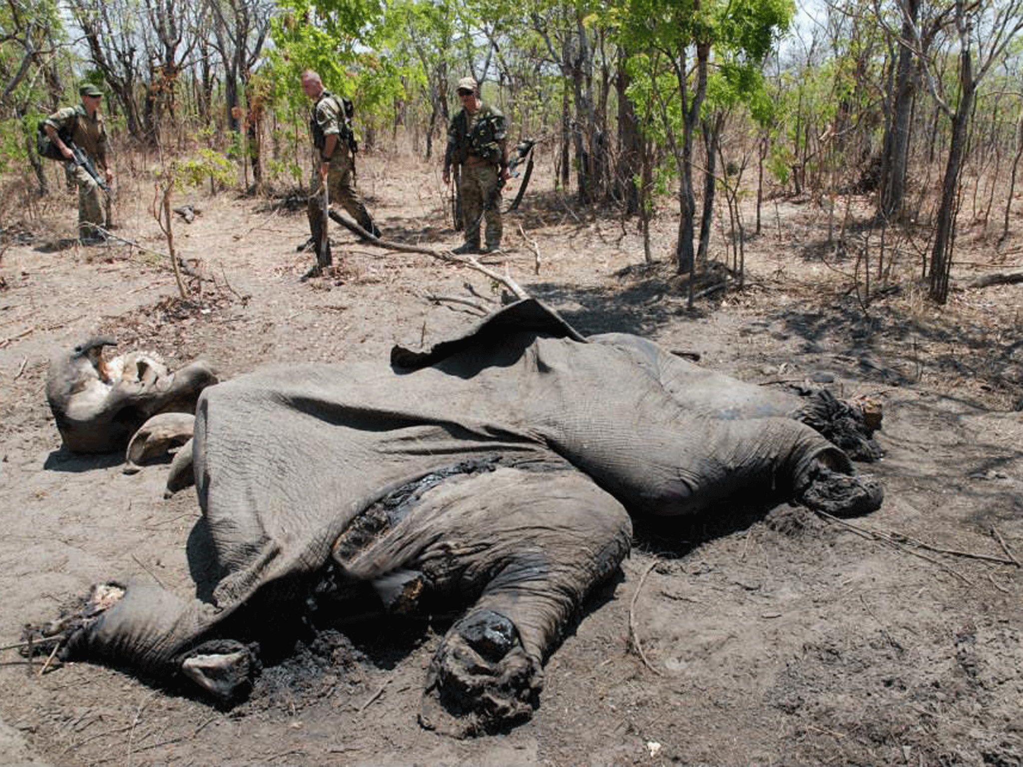 Twenty thousand elephants are slaughtered for their tusks each year