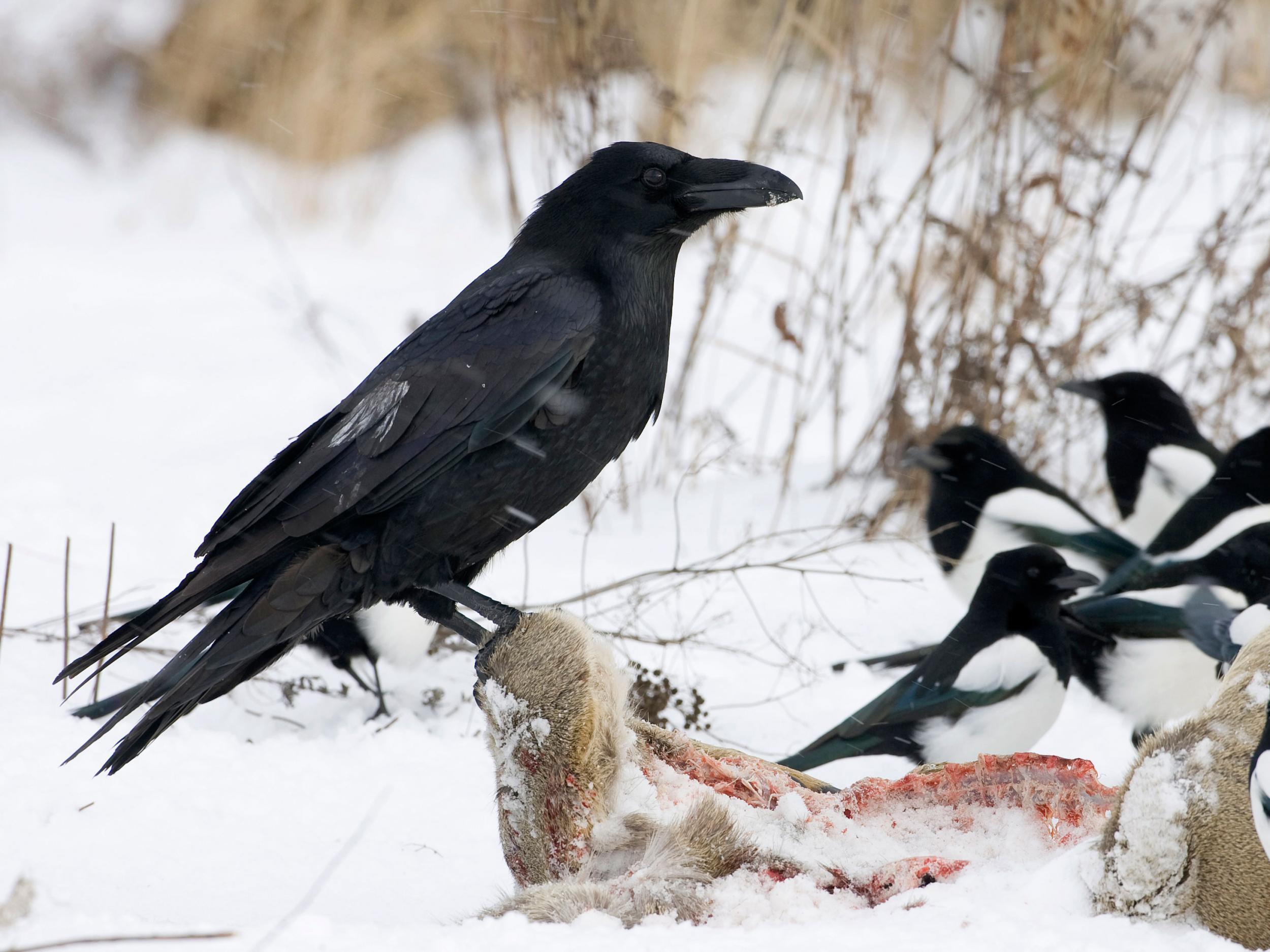 A raven sits on the carcass of a roe deer