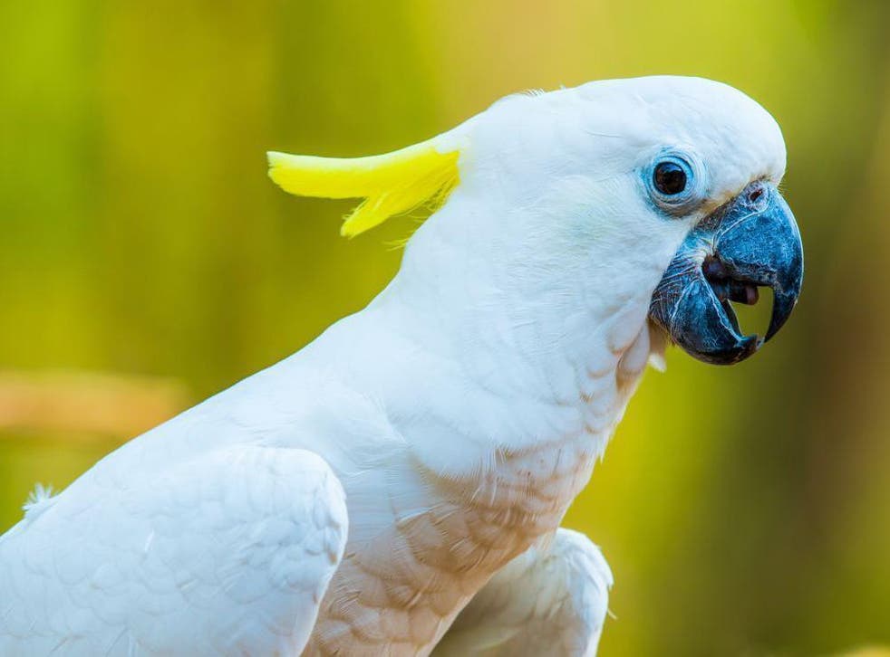 Yellow-crested cockatoos are from Indonesia – but they now thrive in Hong Kong