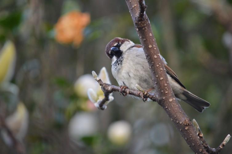 The Italian sparrow only evolved after humans caused its ancestors to meet