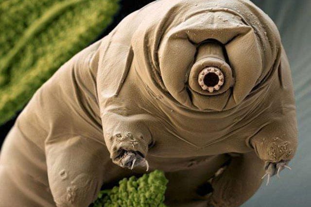 Tardigrades are ‘as close to indestructible as it gets on Earth’